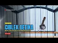 Download Lagu Suara Ciblek Betina Gacor Memanggil Jantan, Ampuh Mengatasi CIBLEK MACET Maupun Ciblek Bahan
