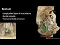 Rectum and Anal Canal M1 Perineum SDV