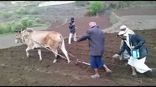 مهاجل يمنية دندنها