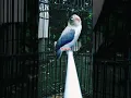Download Lagu Lovebird Paud Fighter