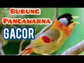 Download Lagu Burung Pancawarna Gacor isian ISTIMEWA MP3