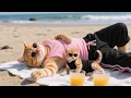 Download Lagu 🌞 Mama Kat neemt Kitten Ginger mee naar het strand om af te koelen 🐾💧