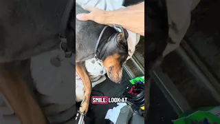 #Fyp #dream #doberman #pets #YouTube