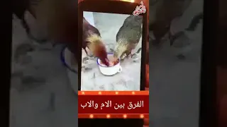 أغنية أمازيغية جميلة جدا جدا عن الأم 