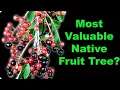 Wild Black Cherry Facts That Will Surprise You