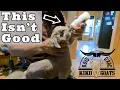 Bottle Feeding 1 Day Old Kid Goats Teaching Baby Goats To Take Bottle Homemade Bottle Formula