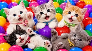 ANAK KUCING MEONG MEONG | Lagu Anak Anak | Lagu Anak Indonesia Populer Si Meong Kucing Lucu