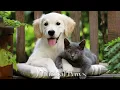 Lagu Have the Most Relaxed Cats\u0026Dog! Relaxing Music for Easily Stressed Cats\u0026Dog, Help Cats\u0026Dog Sleep!