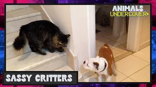 I'm Gonna Get Ya 👹 | Animals Undercover