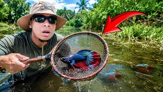 ASÍ ES ATRAPAR PECES BETTA SALVAJES EN UNA LAGUNA