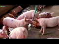 Cute Animals🐯 🐶🐈🐘: Pandas, Cows, Cats, Dogs, Pigs, Monkeys, Rabbits, Sheep – Identifying Animals