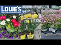 LOWES BEST NEW PLANTS CLEARANCE ARRIVALS FOR SPRING HOW TO MAKE YOUR GARDEN BEAUTIFUL
