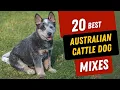20 Amazing AUSTRALIAN CATTLE DOG Mixes