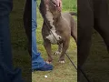 XL GRAND CHAMPION TECHNO