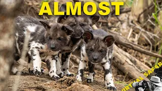 The Bush Decides When You're Ready. Not You! | Virtual Safari #342