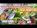Download Lagu SUARA PIKAT BURCIL PALING AMPUH ANTI ZONK SANGAT MEMPESONA MP3 PUTAR SEKALI LANGSUNG NYAUT