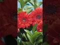 Download Lagu BUNGA YANG INDAH MEKAR DI TAMAN
