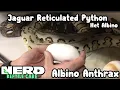RETICULATED PYTHON BREEDING - Jaguar Reticulated Python Het Albino x Albino Anthrax
