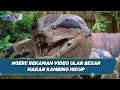 Download Lagu Beredar Video Mengerikan! Ular Besar Makan Kambing di Dalam Kandang di Pangkalan Bun - BIS 22/10