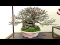 Download Lagu The 48th Gafu-ten Shohin Bonsai Show 2023 Kyoto Japan.