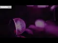 [FMV] SEVENTEEN x CARAT - 우리 다시 (Us, Again) IN-COMPLETE 2021 Online Concert