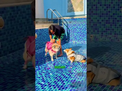 El perro grande no lo dejó en paz. 🐶🥺❤️