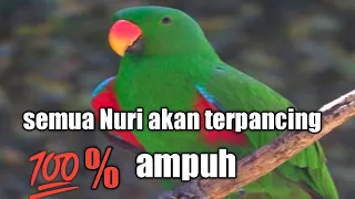 Download Nuri hijau‼️Nuri apapun akan tersulut emosinya bagus untuk pancingan MP3