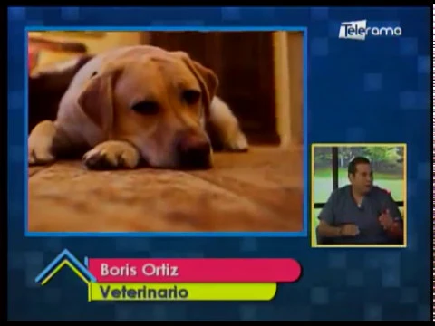 Cómo detectar que mi mascota está enferma