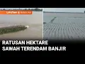 Tanggul Sungai Jebol, Ratusan Hektare Sawah di Jaya Mukti Terendam Banjir | Liputan 6 Bandung