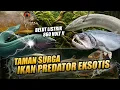 Download Lagu INI TERGILA !! TAMAN SURGA NYA IKAN PREDATOR EKSOTIS DENGAN TANK \u0026 KOLEKSI SUPER MEWAH
