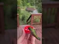 Download Lagu Hand-Feeding a Hummingbird on the 4th of July