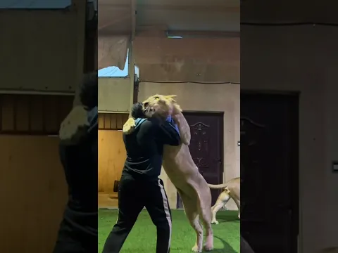وين كان يعيش الضبع ؟
