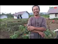 Download Lagu MRUPUT‼️PAGI BANGET PETIK CABE KE RUMAH MR.PAI
