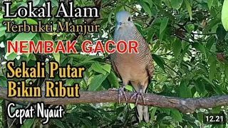 Download Sekali Dengar langsung Ribut KUNG BESAR SUPER NGEBASS - Perkutut Suara Besar Lokal Asli Alam MP3