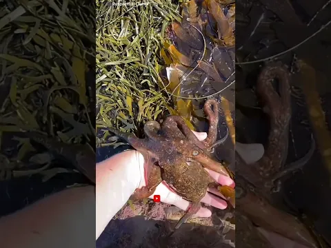 Years After Raising a Tiny Octopus, He Had an Emotional Reunion Underwater!