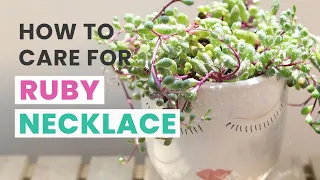 BEST TIPS HOW TO CARE FOR RUBY NECKLACE OTHONNA CAPENSIS SENECIO SUCCULENT