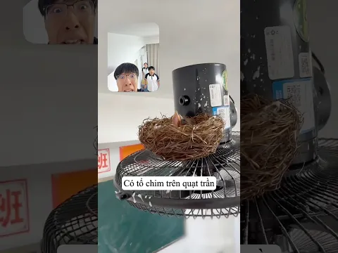 Tổ Chim Ối Dồi Ôi Trong Lớp Học.