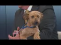 Pet of the Week 26
