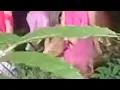 Download Lagu BAWA PULANG JASAD RONGGENG KE PADEPOKAN!!!