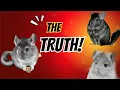 What I don t miss about breeding chinchillas