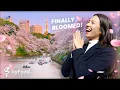 Tokyo s ULTIMATE Cherry Blossom Itinerary