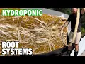 Exploring the Wicking Hydroponic Systems Bagged Media