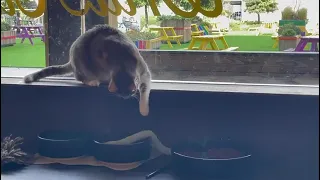 Java Cat Cafe Big Cats Part One