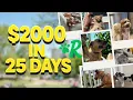 I Made 2 000 in 25 Days With Rover Dog Sitting Side Hustle