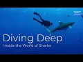 Shark myths debunked A shark expert answers your biggest questions