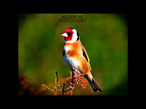 Download MP3 Wild goldfinch song from Algeria تغريد الحسون الخلوي الجزائري