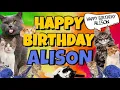 Download Lagu Happy Birthday Alison! Crazy Cats Say Happy Birthday Alison Very Funny