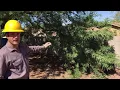 Tree Pruning Reduction Vs Thinning Arborist Advice