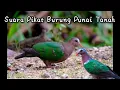 Download Lagu Suara Pikat/pemanggil burung punai tanah