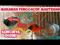 Download Lagu PERLU DIPERHATIKAN INI MAKANAN BURUNG MANTENAN AGAR BURUNG MANTENAN CEPAT GACOR